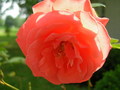 2007-Louisiana-Mission-Trip EBC (466)a.JPG